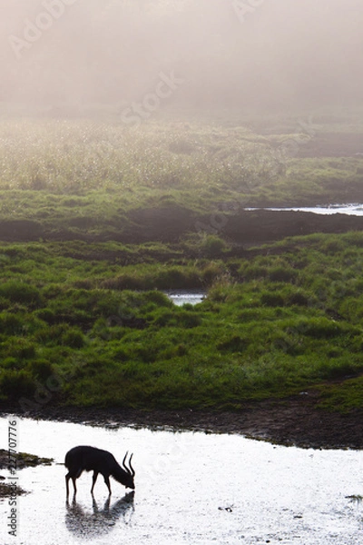 Obraz Nyala Silhouette