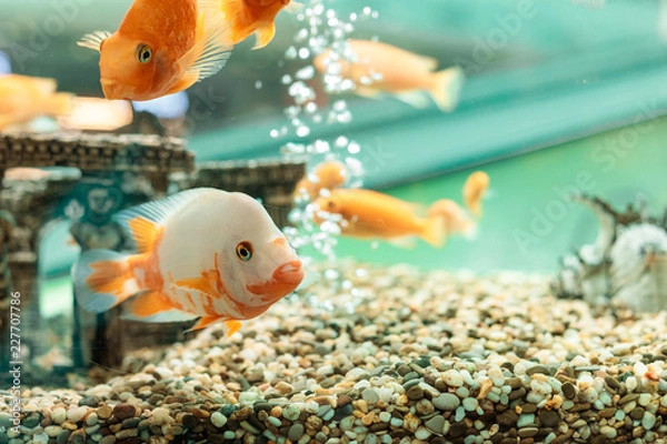 Fototapeta Underwater scene with the company from goldfishes in a house aquarium and vials of air on a background. The place for the text or an inscription