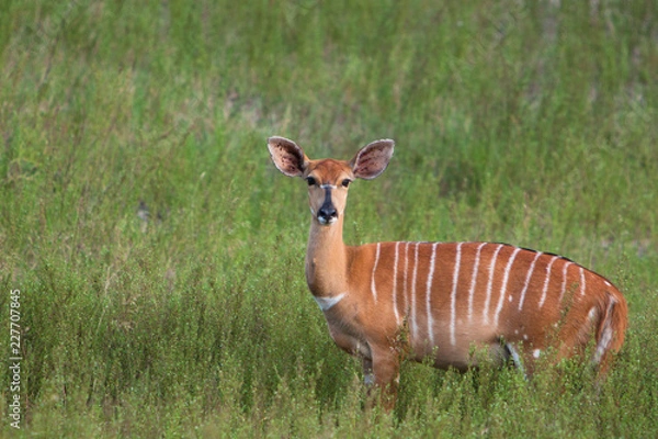 Obraz Nyala in Grass