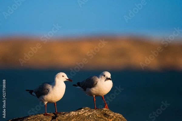 Obraz Hartlaub's Gull