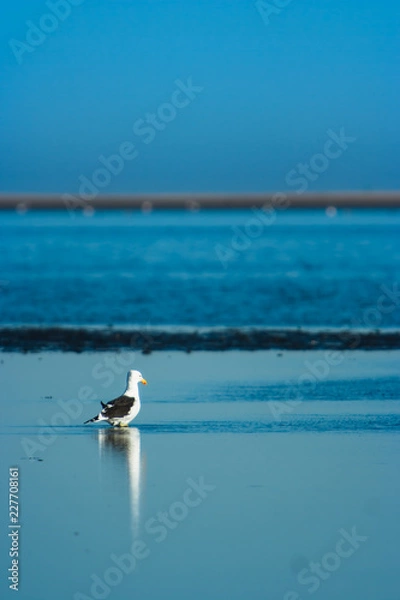Obraz Kelp Gull reflection