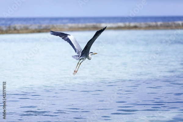 Obraz 夕焼け, 海, 太陽, 空, 水, 日の出, 浜, 帆船, 地平線, 自然, オレンジ, 雲, 風景, 今夜, 夜明け, 旅行, ボート, 光, クルーズ, モルジブ, モルディブ, リラックス, カップル, 家族, ツアー, 海外, 地中海, インド洋, ハワイ, 沖縄, 海南島, リゾート, 水上, ヴィラ, 高級, ホテル, 民泊, 旅館, 老舗, 料理, 和食, 洋食, フランス, イタリ