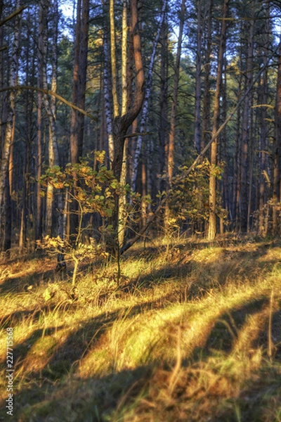 Obraz forest in autumn