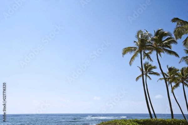 Fototapeta palm tree on the beach