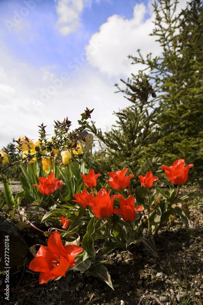Obraz tulips in the garden