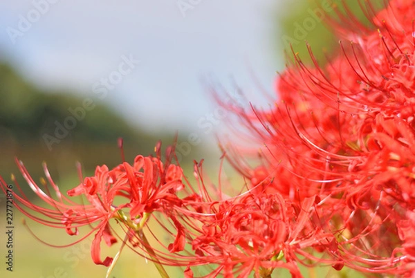 Fototapeta 密集する彼岸花の写真 / 秋のイメージ
