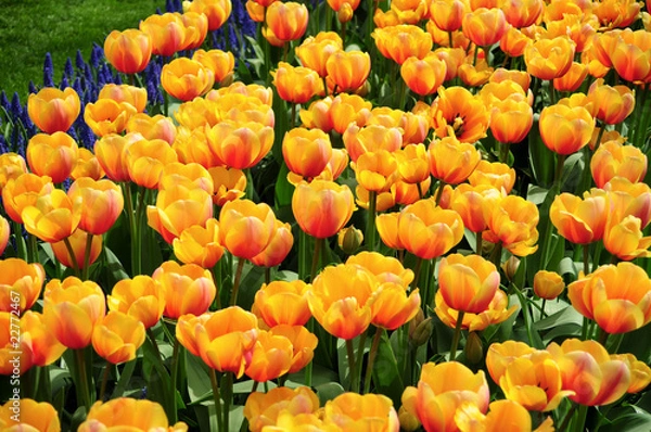 Fototapeta Gelbe Tulpen