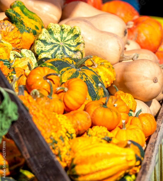 Fototapeta Kürbis im Herbst