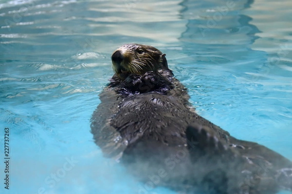 Fototapeta ラッコ