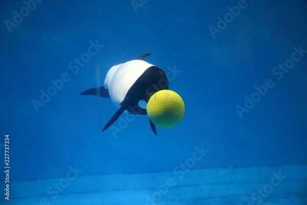 Obraz イロワケイルカ