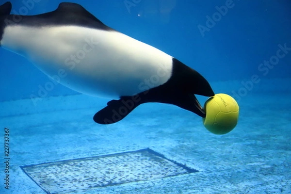 Obraz イロワケイルカ