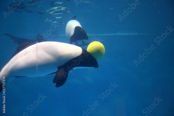 Obraz イロワケイルカ