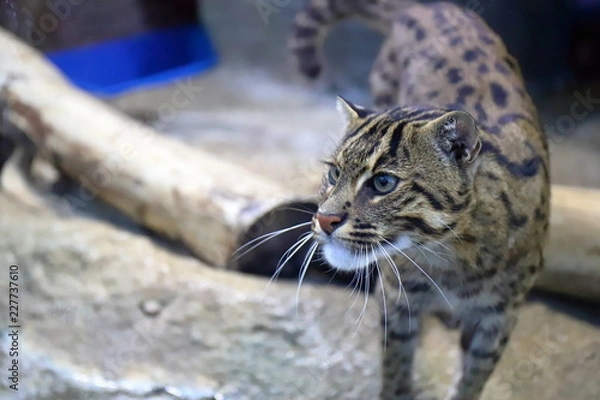 Obraz スナドリネコ