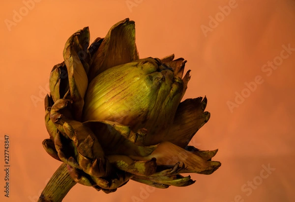 Obraz artichoke