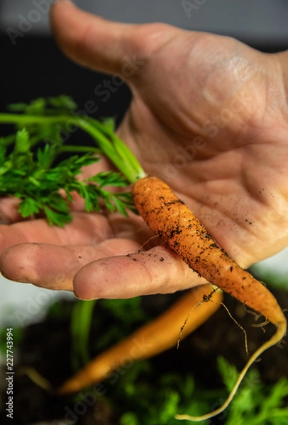 Obraz carrot