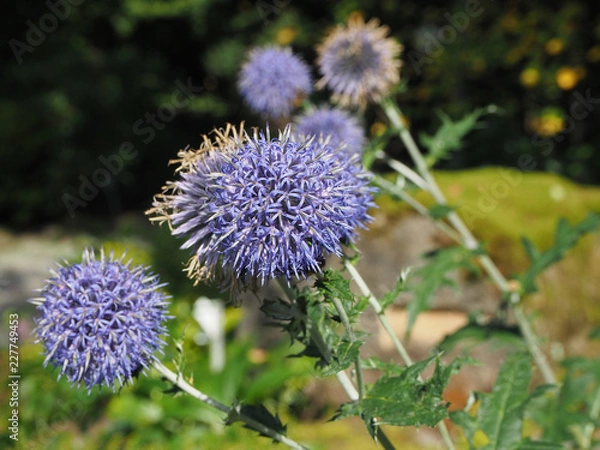 Obraz OLYMPUS DIGITAL CAMERA