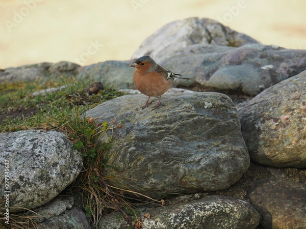 Obraz OLYMPUS DIGITAL CAMERA