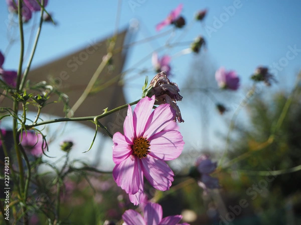 Obraz OLYMPUS DIGITAL CAMERA