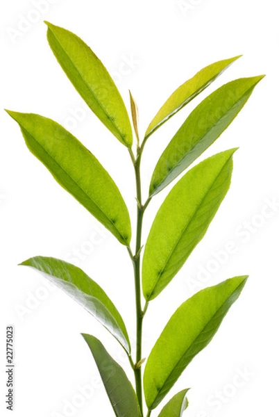 Fototapeta Green Leafs