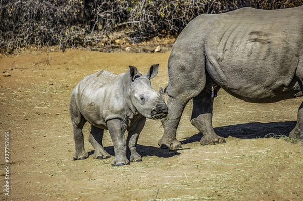 Obraz Young Southern White Rhino calf, about two months old, standing near its mother. Also called square-lipped rhinoceros it has a flat 