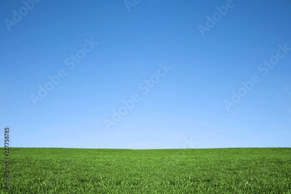 Obraz green field and blue sky