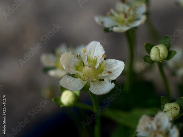 Fototapeta OLYMPUS DIGITAL CAMERA