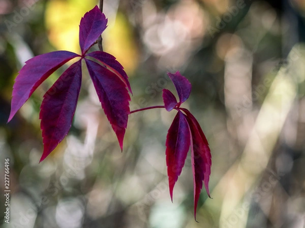 Fototapeta Rote Herbstblätter mit sonnigem Bokeh