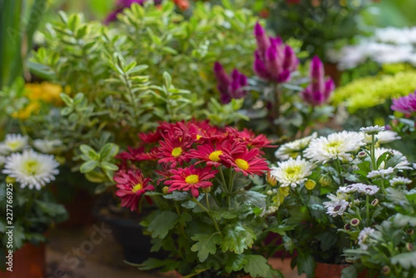 Fototapeta autumn bouquet with asters
