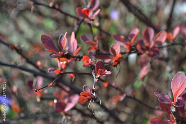 Fototapeta Red Flower