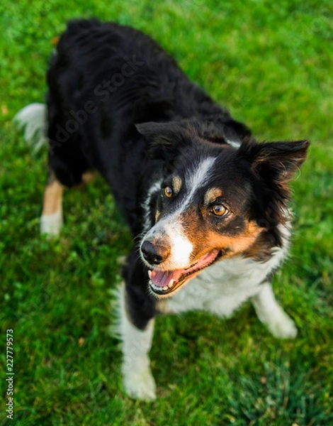 Obraz dog on the grass