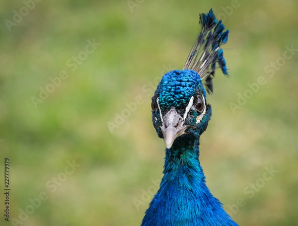 Obraz Peacock's head detail