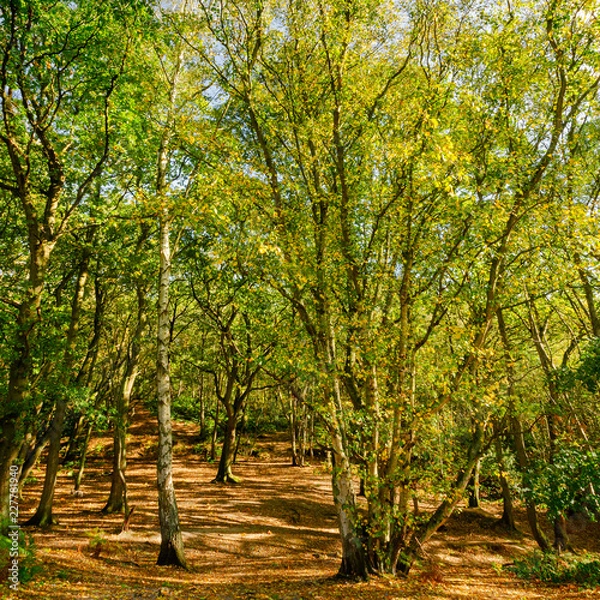 Obraz Mousehold Heath 1