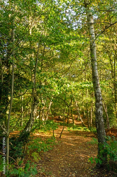Fototapeta Mousehold Heath 2