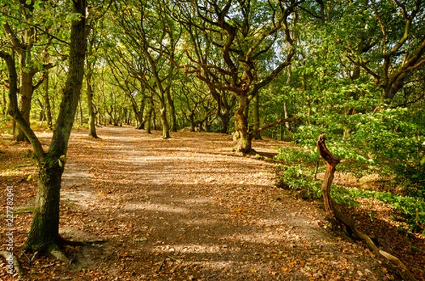 Fototapeta Mousehold Heath 3
