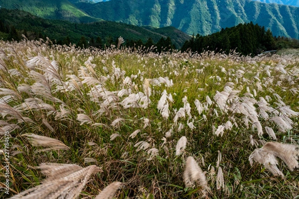 Obraz 生石高原　ススキ