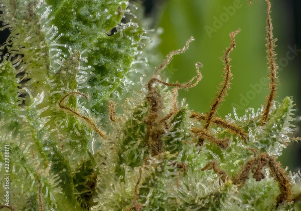 Obraz marihuana resin macro