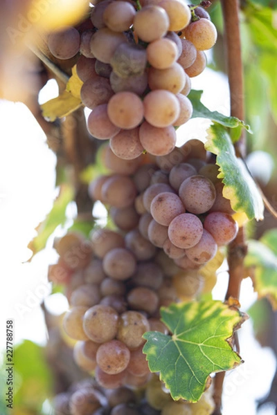 Fototapeta Grapes