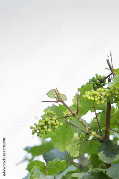 Fototapeta Green Grapes
