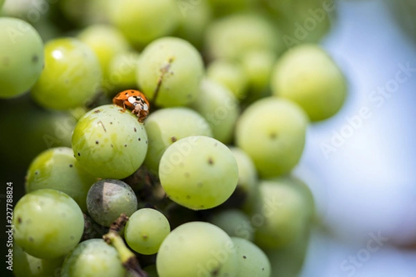 Fototapeta Grapes with Lady Bug