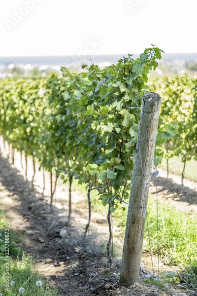 Fototapeta Vineyard