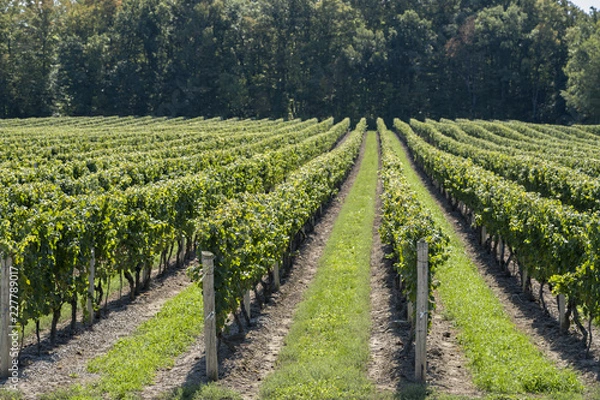 Fototapeta Vineyard