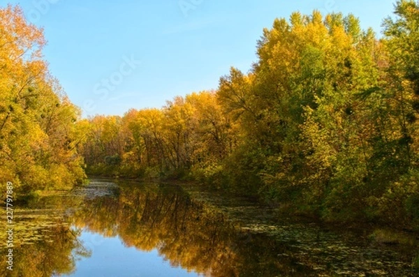 Fototapeta reflections of yellow autumn trees in a river. Blue sky and water, autumn forest, autumn colors