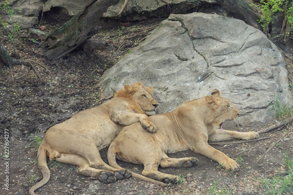 Obraz ライオン・狂暴・百獣・王・家族