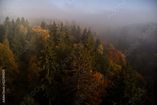 Obraz Sunrise in the forest