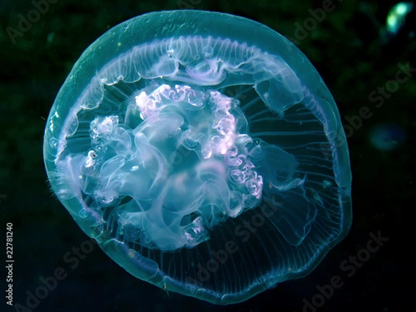 Obraz Moon Jellyfish