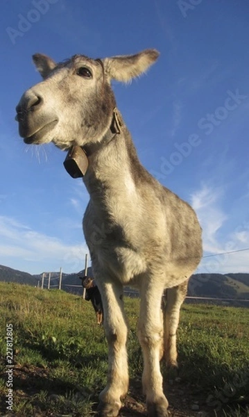 Obraz Esel auf einer Alm