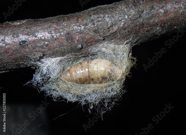 Obraz a larvae ready for winter