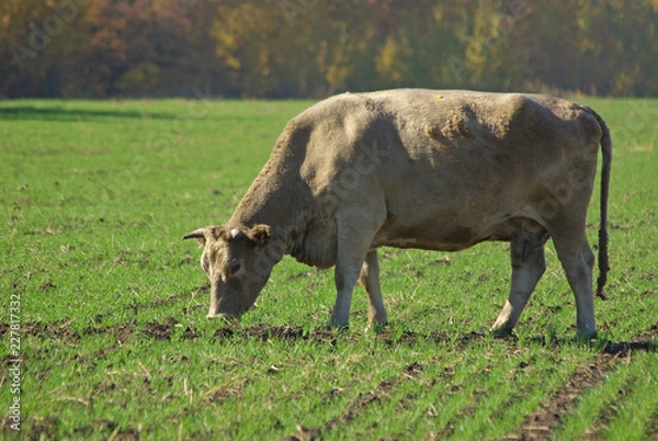 Obraz cow in field
