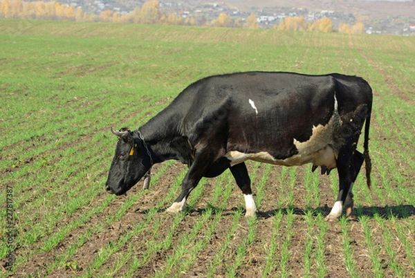 Obraz cow in field