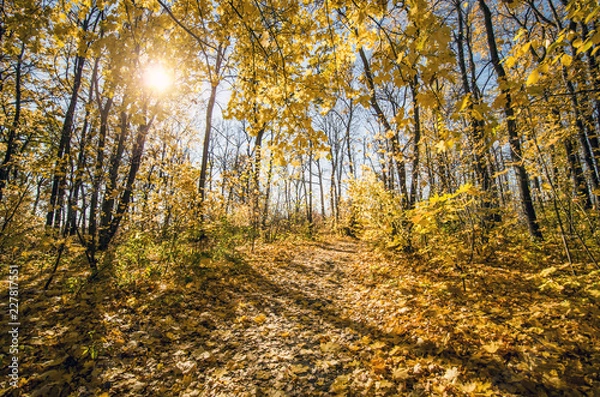 Obraz autumn